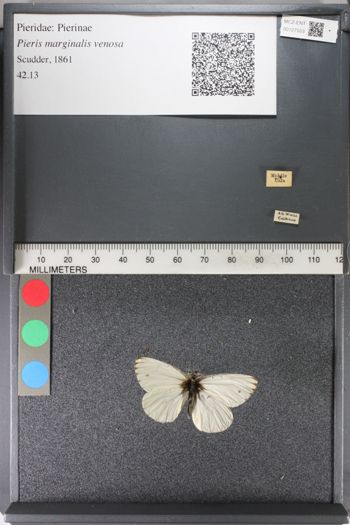 Media type: image;   Entomology 127553